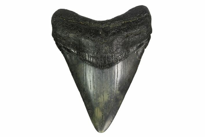 Juvenile Megalodon Tooth - South Carolina #164951